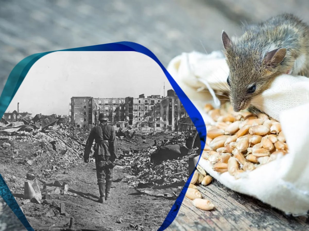 Как грызуны помогли нам победить немцев в Сталинграде