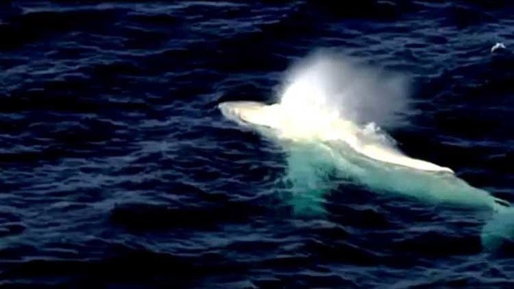 أستراليا.. الكاميرا تلتقط مشاهد لأكثر الحيتان ندرة في العالم (فيديو)