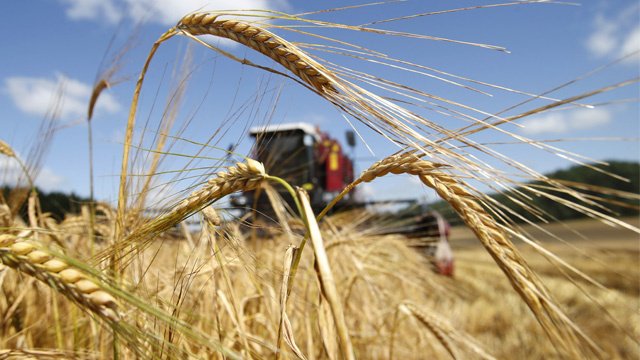 السعودية تستورد 2.7 مليون طن من القمح في 2014