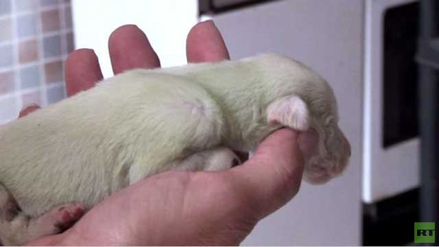 بالفيديو...ولادة جروين بفرو أخضر