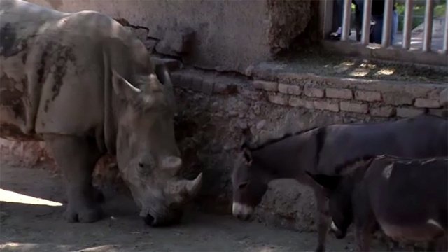 بالفيديو.. أنثى وحيد القرن تقتل ذكرها لكي تعيش مع الحمير