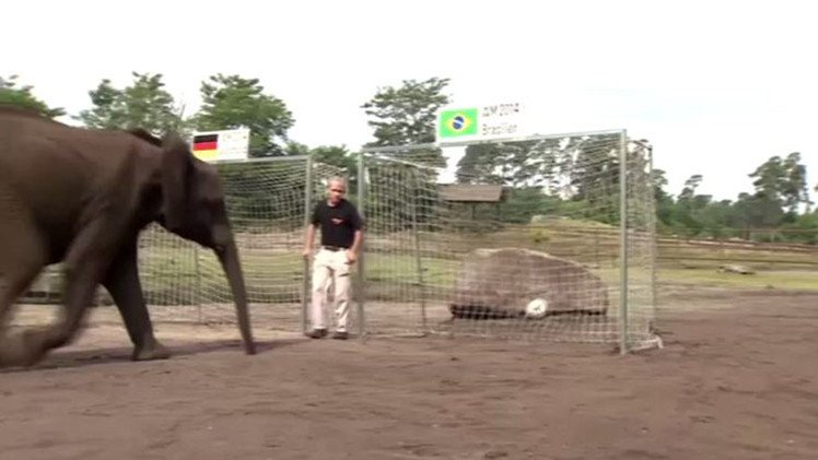 بالفيديو .. العرافة "نيللي" تتنبأ بفوز ألمانيا على البرازيل