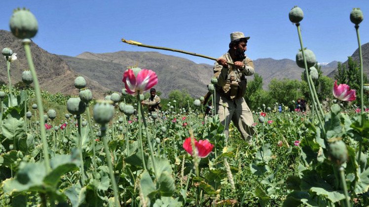 الهيئة الروسية لمكافحة المخدرات تتوقع زيادة إنتاج الهيرويين في أفغانستان إلى مستوى 800 طن