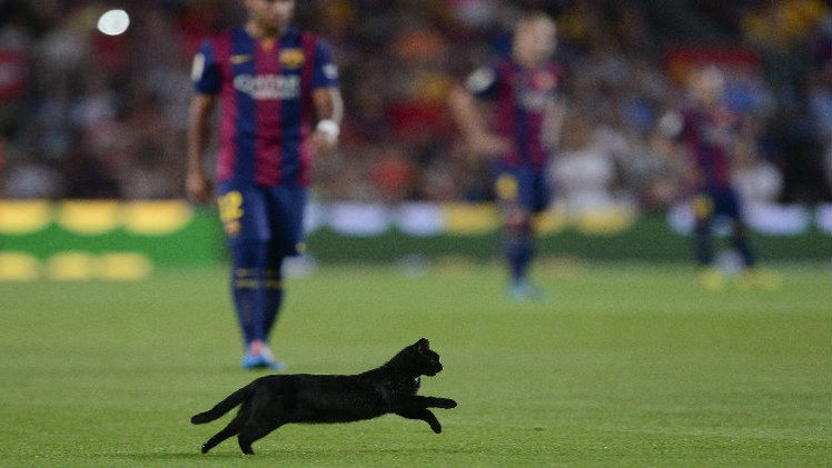 قط مشجع لبرشلونة يدخل أرض الملعب في مباراة برشلونة وإلتشي