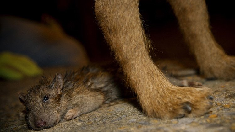 جرذان نيويورك محور فيلم وثائقي أمريكي