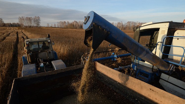 توقعات بوصول محصول الحبوب الروسي هذا العام إلى 104 ملايين طن 