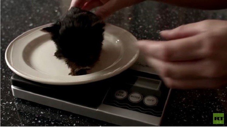 بالفيديو من بريطانيا.. أصغر جرو في العالم  