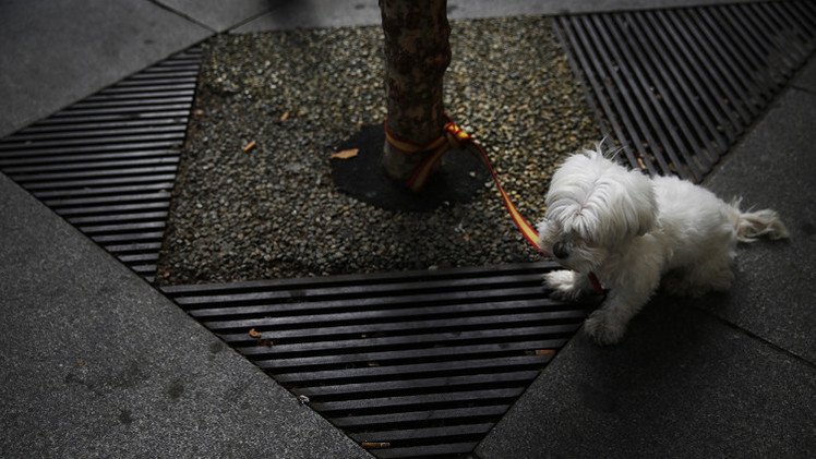الدنمارك في طريقها لحظر إقامة علاقات جنسية مع الحيوانات