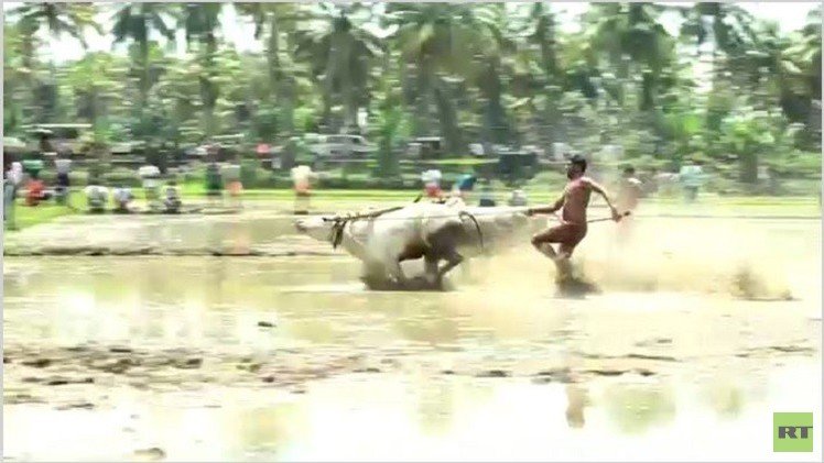 بالفيديو من الهند.. مهرجان الجري مع الثيران فوق حقول الأرز  