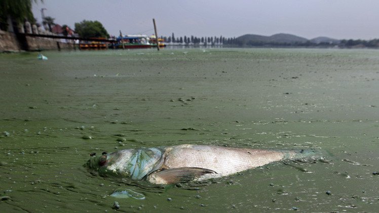 1.5 مليون حيوان  كل عام ضحية للنفايات البلاستيكية في المحيطات