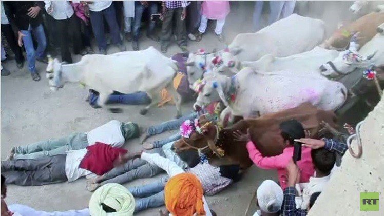 بالفيديو..حوافر أبقار على رجال في عيد ديوالي الهندي