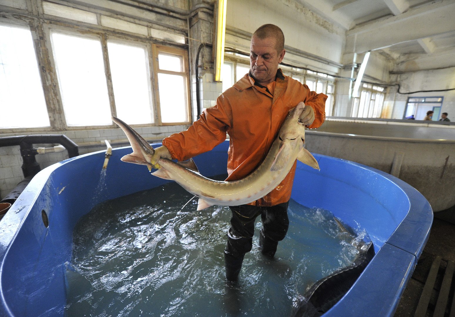 عامل يمسك بسمكة حفش لإجراء اختبار الخصوبة وهو أحد مراحل إنتاج الكافيار من هذا النوع من الأسماك 