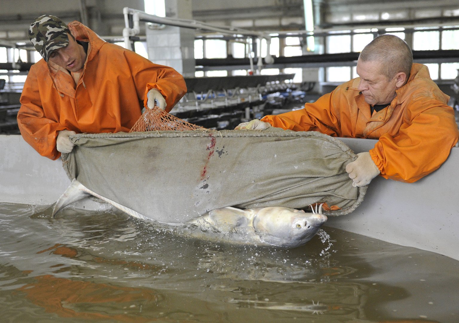 عمال يعيدون سمكة حفش إلى حوض الماء بعد سحب بيض (الكافيار) منها   