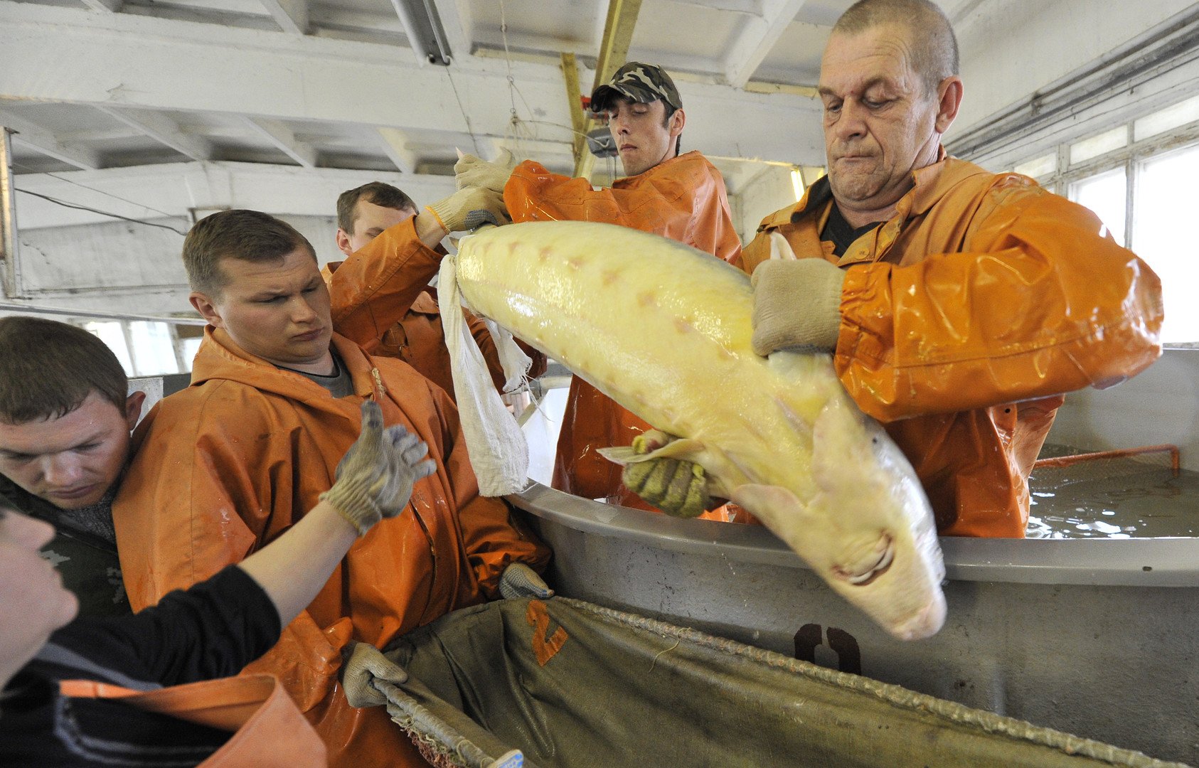 عمال يخرجون سمكة حفش من حوض الماء لسحب الكافيار وإعادتها للحوض دون أي ضرر 