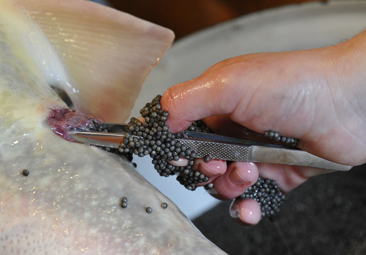 عملية إخراج بيض الحفش (الكافيار) بطريقة تحافظ على حياة السمكة