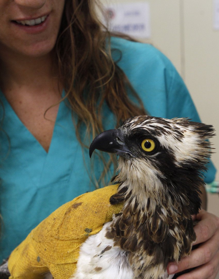 عقاب تعرض لكسر عضمي ينتظر عمليته الجراحية