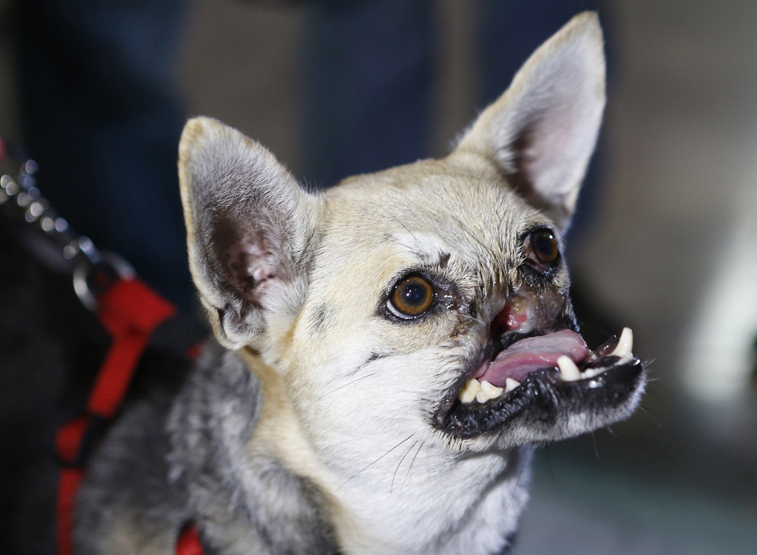 كلب في مؤتمر صحفي بعد خضوعه لعمليات جراحية وعناية طبية لثمانية أشهر