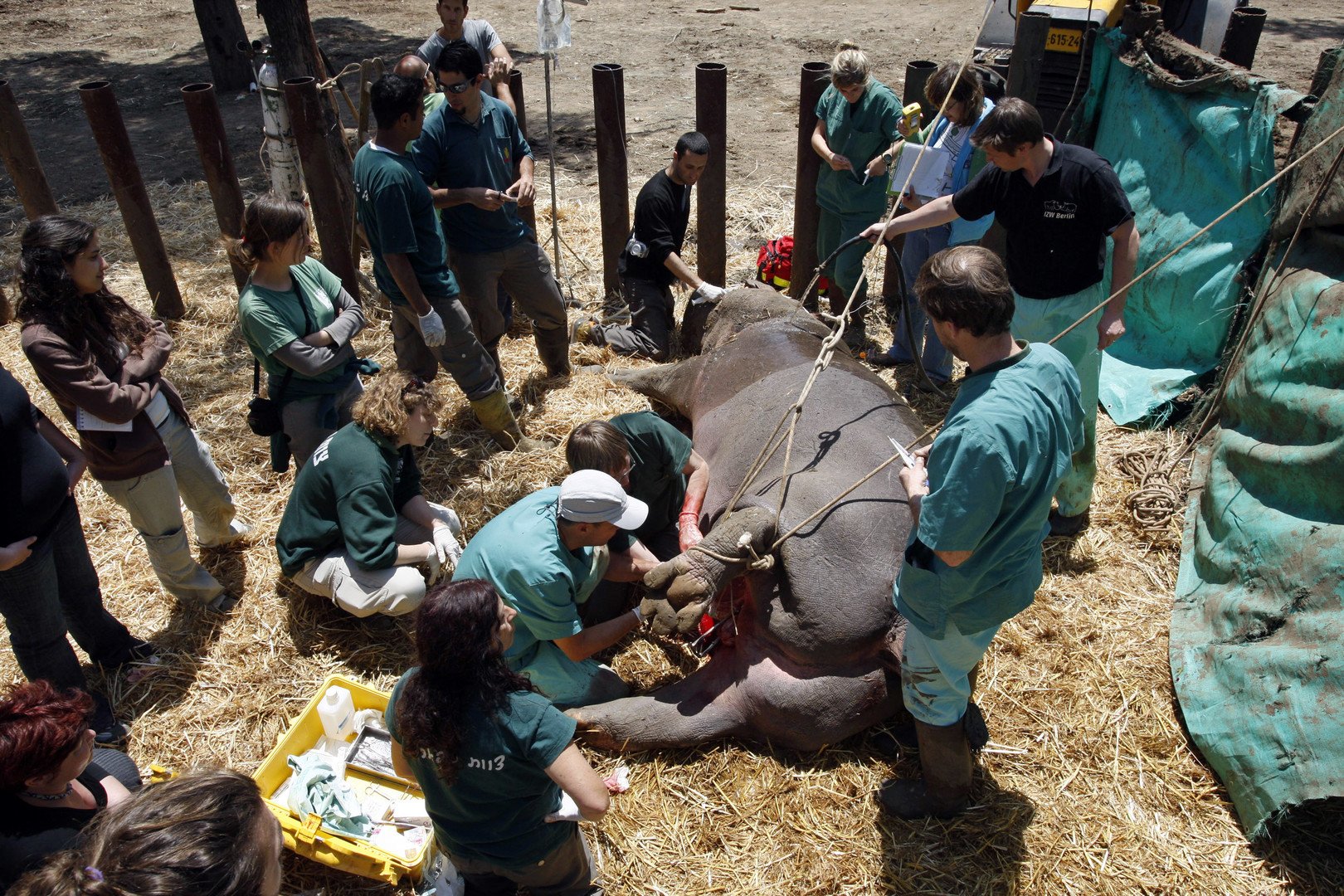 فرس نهر يخضع لعملية جراحية لم ينجو منها لاحقاً