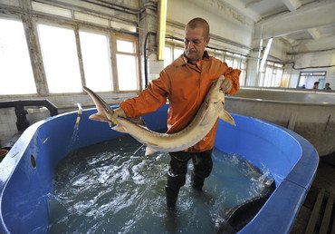 عامل يمسك بسمكة حفش لإجراء اختبار الخصوبة وهو أحد مراحل إنتاج الكافيار من هذا النوع من الأسماك 