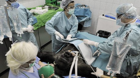 الغوريلا العجوز في حديقة بودابيست للحيوانات تخضع لعملية جراحية