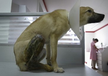 كلب ينتظر عمليته الجراحية بعد تعرضه لضربة سيارة