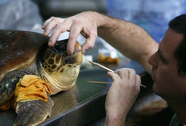 سلحفاة في الـ15 من عمرها تخضع لفحص طبي بعض تعرضها لإصابة في شبكة صيادين
