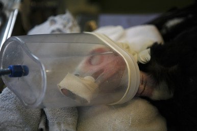 نسر أبيض يخضع لعملية جراحية في سيغافورة