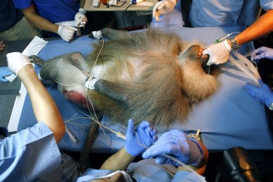 أحد قرود البابون في زيارة لطبيب الأسنان في كولومبيا