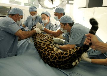 نمر مرقط يتلقى العناية الطبية لأسنانه في كولومبيا