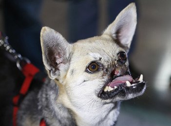 كلب في مؤتمر صحفي بعد خضوعه لعمليات جراحية وعناية طبية لثمانية أشهر