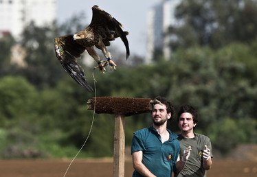 نسر امبراطوري يستعيد قدرته على الطيران بعد رعاية طبية طويلة