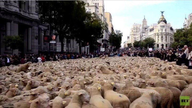 بالفيديو..تدفق هائل للخراف في شوارع مدريد 