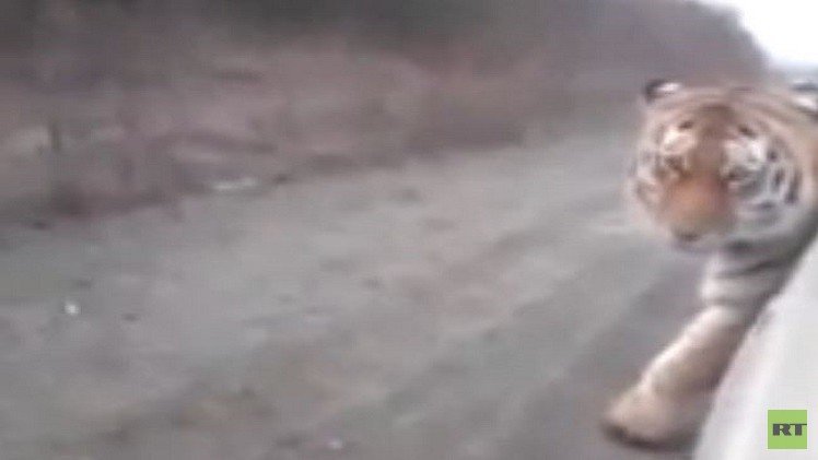 بالفيديو.. نمر ضخم يقطع الطريق في روسيا