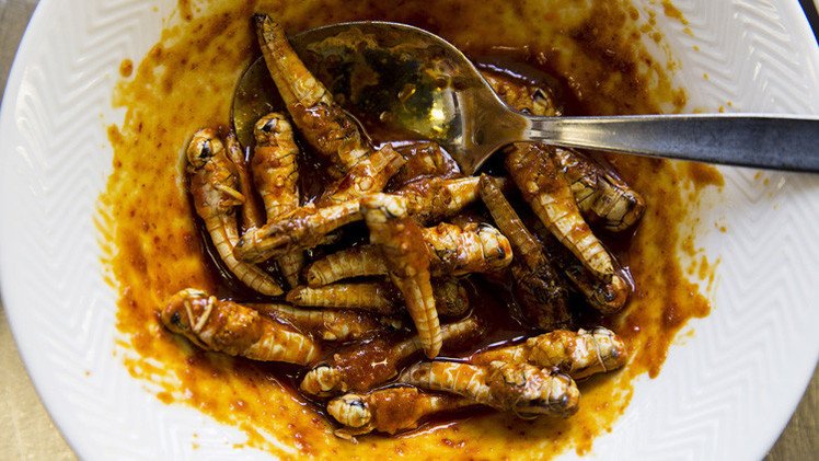 بروكسل...الديدان والحشرات غذاء للطلاب