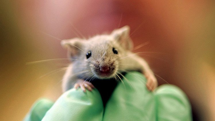   فئران شفافة الجلد.. إنتاج ياباني