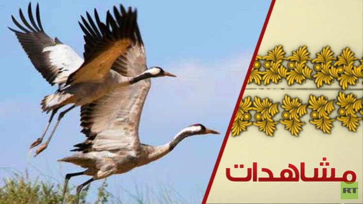 طير البراح الأخضر