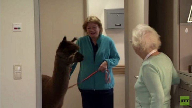 بالفيديو من ألمانيا.. بيت للمسنين ينشر الحب بين سكانه بواسطة حيوان الألبكة 