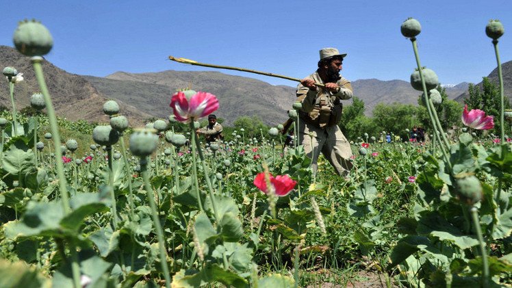 زراعة الخشخاش في أفغانستان سجلت مستوى قياسيا في 2014