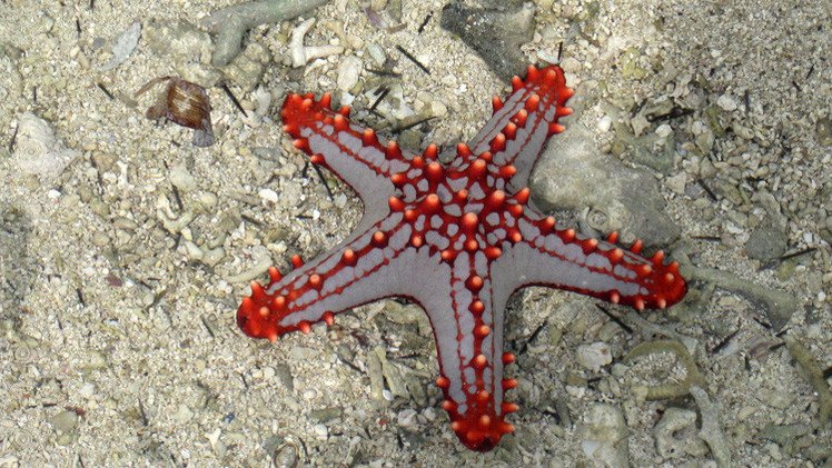 اكتشاف فيروس يتسبب بموت نجوم البحر