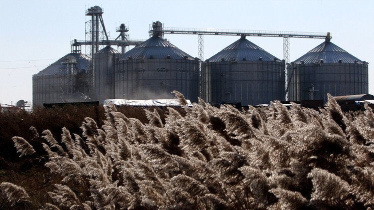 مدفيديف: محصول الحبوب هذا الموسم يضمن أمن روسيا الغذائي