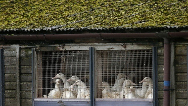 الصين: إصابة جديدة بفيروس أنفلونزا الطيور هذا الشتاء