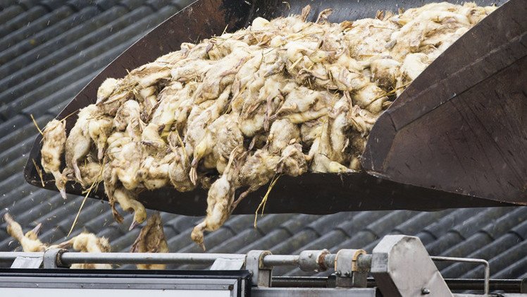  سلالة إنفلونزا الطيور المكتشفة في الهند قد تصيب البشر