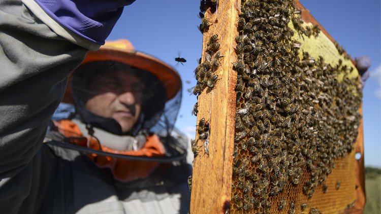 علماء يتنبؤون بانقراض النحل بحلول عام 2035
