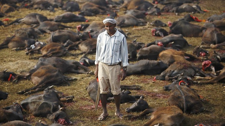 صور صادمة لمهرجان يُضحى فيه بنصف مليون حيوان قرابين لإلهة هندوسية 