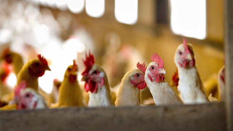 مكافحة انفلونزا الطيور مستمرة.. 50 ألف دجاجة أخرى تذبح في هولندا