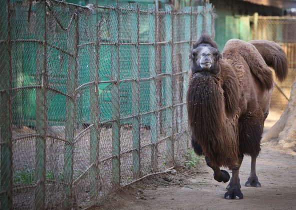 الجمل ذو السَنَامَيْن، موطنه الأصلي المناطق الباردة ويتعرض حاليا للانقراض 10 ديسمبر/كانون الأول   