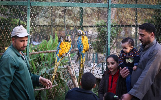 عائلة مصرية تقف بجانب ببغاء مكاو، الذي يتميز بمنقاره الكبير، 10 ديسمبر/كانون الأول 