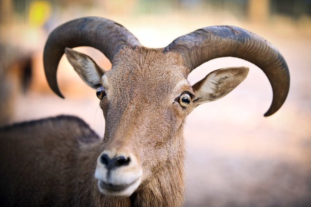 الضأن البربري، ينتمي لفصيلة الظباء الماعزية، داخل قفصه بالحديقة 10 ديسمبر/كانون الأول