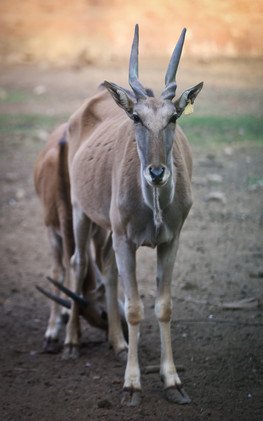 حيوان الإيلاند، من رتبة مزدوجات الأصابع، 10 ديسمبر/كانون الأول