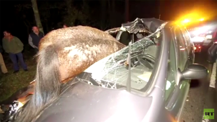 بالفيديو... سيارة تصدم حصانا في حادث سير